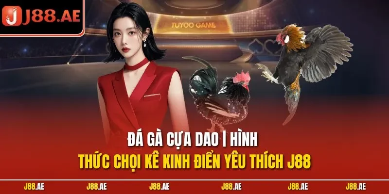 Đá gà cựa dao